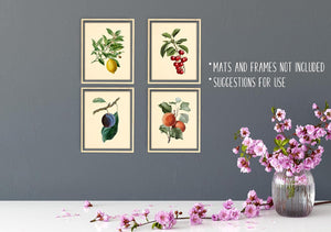 Set of 4 Vintage Botanical Prints Fruit Wall Art, 8 x 10 Unframed, Plum Peach Cherry Lemon